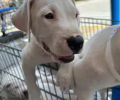 2 Dogo Argentino puppies available