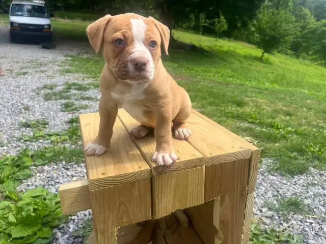 3 healthy American Bulldog puppies for sale