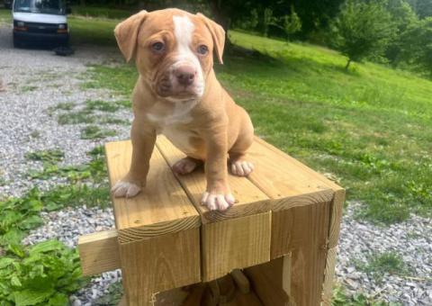 3 healthy American Bulldog puppies for sale