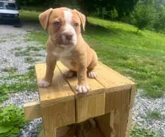3 healthy American Bulldog puppies for sale