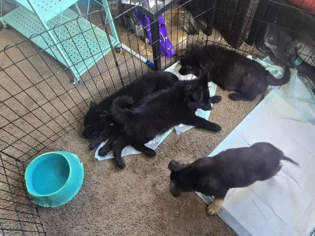 3 Full-Blooded German Shepherd Puppies for Sale