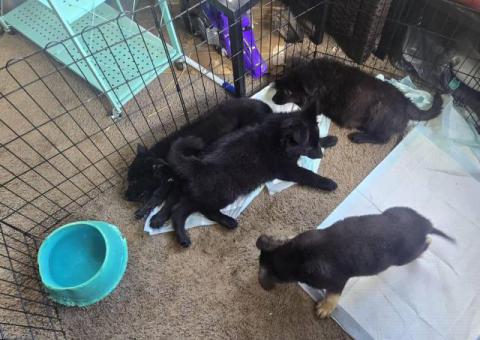 3 Full-Blooded German Shepherd Puppies for Sale