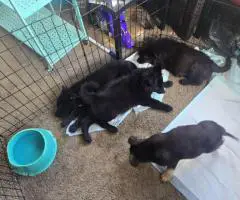 3 Full-Blooded German Shepherd Puppies for Sale