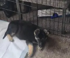 3 Full-Blooded German Shepherd Puppies for Sale