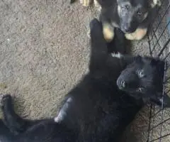3 Full-Blooded German Shepherd Puppies for Sale