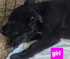 3 Full-Blooded German Shepherd Puppies for Sale