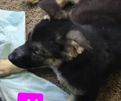 3 Full-Blooded German Shepherd Puppies for Sale