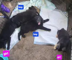 3 Full-Blooded German Shepherd Puppies for Sale