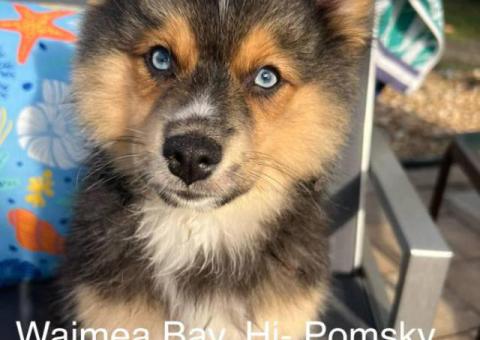 Pomsky males and females