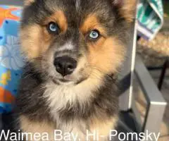 Pomsky males and females