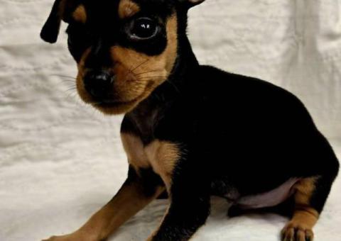 All boy AKC Minpin puppies for sale