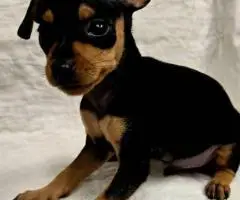 All boy AKC Minpin puppies for sale