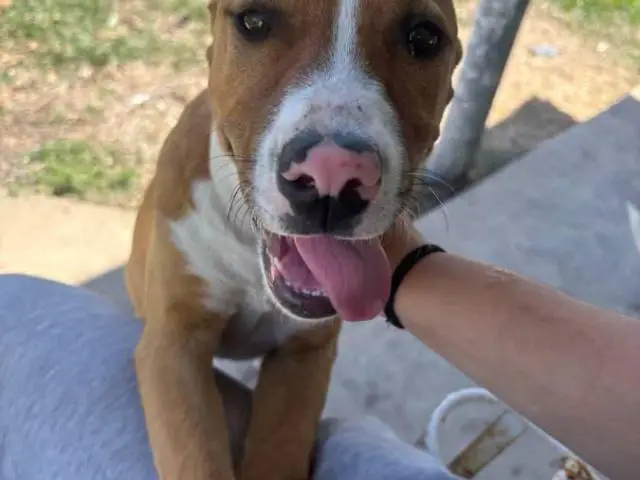 Bonded pair of Pitbull puppies (brother and sister) looking for a home