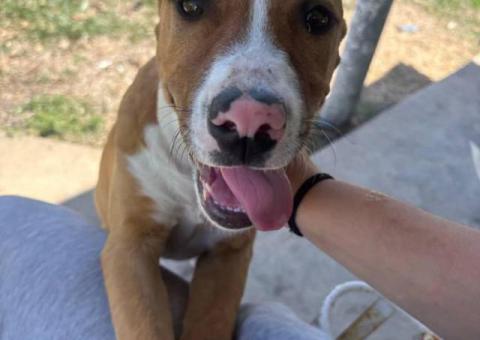 Bonded pair of Pitbull puppies (brother and sister) looking for a home