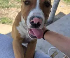 Bonded pair of Pitbull puppies (brother and sister) looking for a home