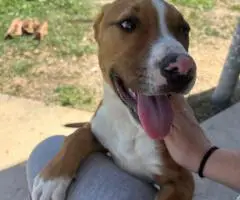 Bonded pair of Pitbull puppies (brother and sister) looking for a home