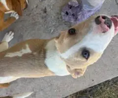 Bonded pair of Pitbull puppies (brother and sister) looking for a home
