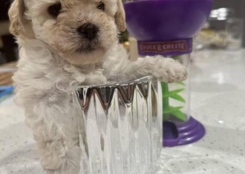 5 girls and 1 boy Maltipoo puppy for sale