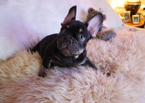 3 Frenchie boy puppies for sale