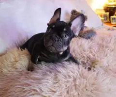 3 Frenchie boy puppies for sale