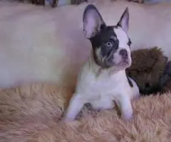 3 Frenchie boy puppies for sale