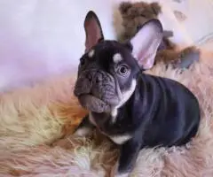 3 Frenchie boy puppies for sale