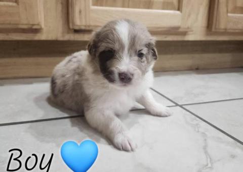 Australian Shepherd Puppies Looking for Loving Homes