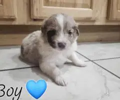 Australian Shepherd Puppies Looking for Loving Homes