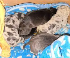 Stunning Exotic pocket Bully puppy for sale