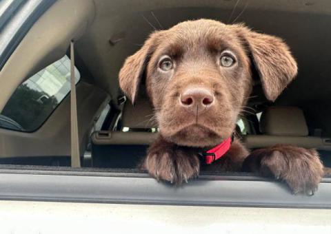 Chocolate lab husky cross puppies for sale