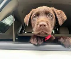 Chocolate lab husky cross puppies for sale