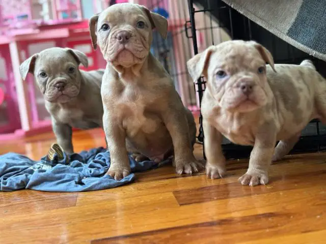 100% American Bullies for sale