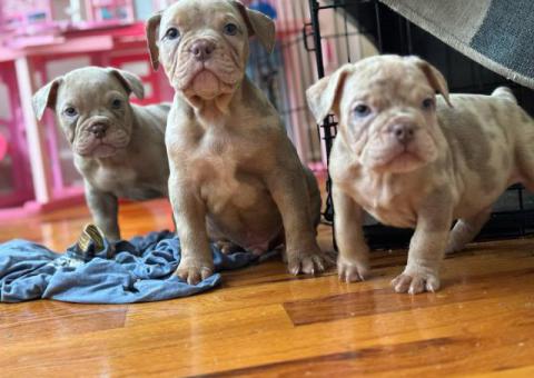 100% American Bullies for sale