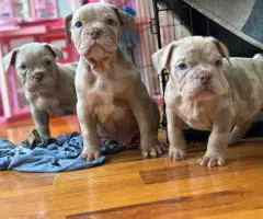 100% American Bullies for sale