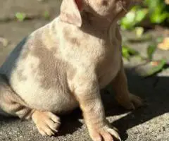 100% American Bullies for sale