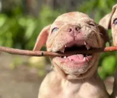 100% American Bullies for sale