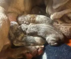100% American Bullies for sale