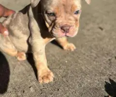 100% American Bullies for sale