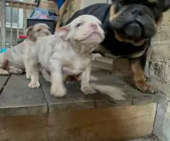 100% American Bullies for sale