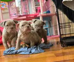 100% American Bullies for sale