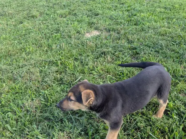 Female GSD puppy for sale