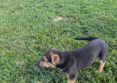 Female GSD puppy for sale