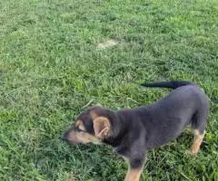 Female GSD puppy for sale