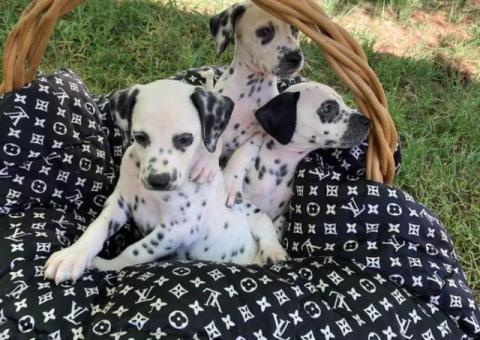 Purebred Dalmatian puppies