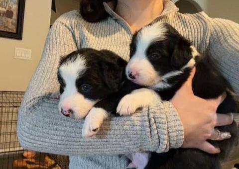 7 weeks old Border collie puppies for sale