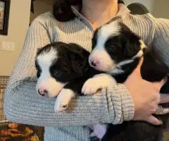 7 weeks old Border collie puppies for sale