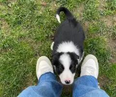 7 weeks old Border collie puppies for sale
