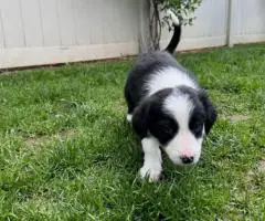 7 weeks old Border collie puppies for sale