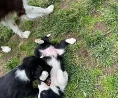 7 weeks old Border collie puppies for sale