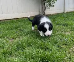 7 weeks old Border collie puppies for sale